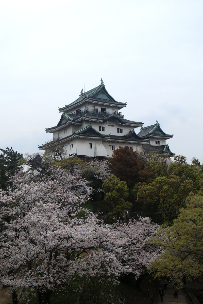 桜満開の和歌山城 - 1