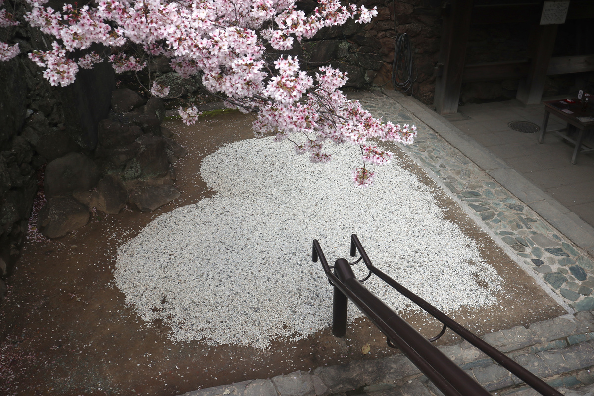 桜満開の和歌山城 - 2